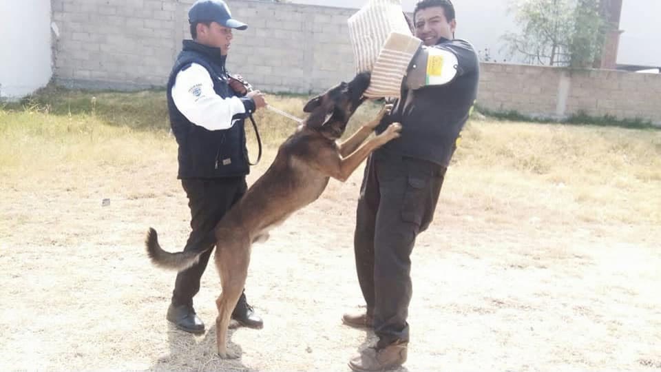 Binomio canino de ARZAA Seguridad Privada durante una sesión de adiestramiento.
