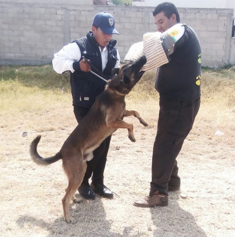 Adiestramiento canino de protección del equipo de ARZAA Seguridad Privada.
